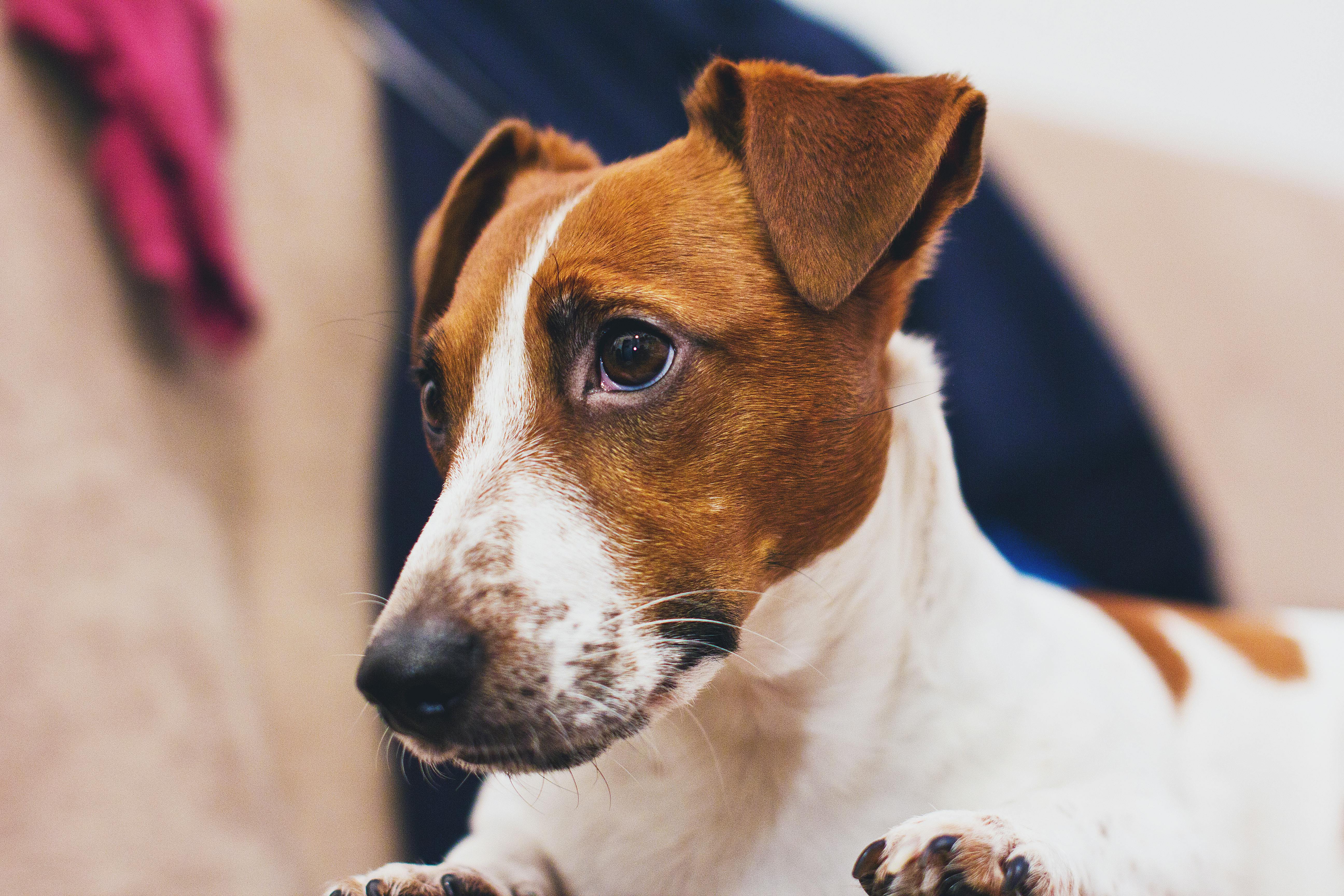 Rescued Animal